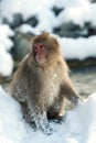 Japanese macaque near natural hot spring. Royalty Free Stock Photo