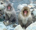 Japanese macaque near natural hot spring. Royalty Free Stock Photo