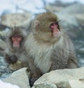 Japanese macaque near natural hot spring. Royalty Free Stock Photo