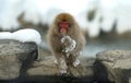 Japanese macaque near natural hot springs. Royalty Free Stock Photo