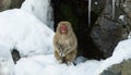 Japanese macaque near the natural hot springs. The Japanese macaque ( Scientific name: Macaca fuscata), also known as the snow Royalty Free Stock Photo