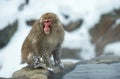 Japanese macaque near the natural hot springs. The Japanese macaque ( Scientific name: Macaca fuscata), also known as the snow Royalty Free Stock Photo