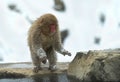 Japanese macaque near the natural hot springs. The Japanese macaque ( Scientific name: Macaca fuscata), also known as the snow Royalty Free Stock Photo