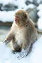 Japanese macaque near the natural hot springs. The Japanese macaque ( Scientific name: Macaca fuscata), also known as the snow Royalty Free Stock Photo