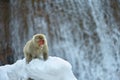 Japanese macaque near the natural hot springs. The Japanese macaque ( Scientific name: Macaca fuscata), also known as the snow Royalty Free Stock Photo