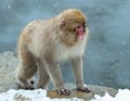 Japanese macaque near the natural hot springs. The Japanese macaque ( Scientific name: Macaca fuscata), also known as the snow Royalty Free Stock Photo