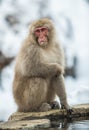 Japanese macaque near the natural hot springs. The Japanese macaque  Scientific name: Macaca fuscata, also known as the snow Royalty Free Stock Photo