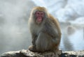 Japanese macaque near the natural hot springs, steam above water. The Japanese macaque ( Scientific name: Macaca fuscata), also Royalty Free Stock Photo