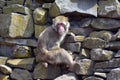 Japanese macaque Primate Snow Monkey looks away