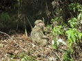 Japanese macaque Royalty Free Stock Photo