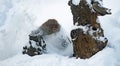 Japanese macaque running on the snow. Scientific name: Macaca fuscata, also known as the snow monkey. Winter season. Royalty Free Stock Photo