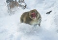 Japanese macaque running on the snow. Scientific name: Macaca fuscata, also known as the snow monkey. Winter season. Royalty Free Stock Photo