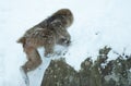 Japanese macaque running on the snow. Scientific name: Macaca fuscata, also known as the snow monkey. Winter season. Natural Royalty Free Stock Photo