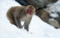 The Japanese macaque Scientific name: Macaca fuscata, also known as the snow monkey. Close up portrait Royalty Free Stock Photo