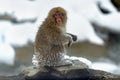 Japanese macaque. Scientific name: Macaca fuscata, also known as the snow monkey. Winter season. Natural habitat Royalty Free Stock Photo