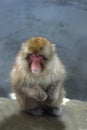 Japanese macaque. Scientific name: Macaca fuscata, also known as the snow monkey. Winter season. Natural habitat. Japan Royalty Free Stock Photo