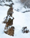 Japanese macaque. Scientific name: Macaca fuscata, also known as the snow monkey. Winter season. Royalty Free Stock Photo