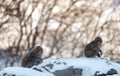 Japanese macaque. Scientific name: Macaca fuscata, also known as the snow monkey. Winter season. Natural habitat. Japan Royalty Free Stock Photo