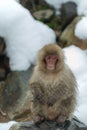 Japanese macaque. Scientific name: Macaca fuscata, also known as the snow monkey. Winter season. Natural habitat. Japan Royalty Free Stock Photo
