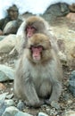 Japanese macaque. Scientific name: Macaca fuscata, also known as the snow monkey. Winter season. Natural habitat. Japan Royalty Free Stock Photo