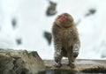 Japanese macaque shakes water from the wool on the shore of hot natural springs. Royalty Free Stock Photo