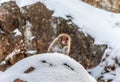 Japanese macaque is sitting on the rocks. Japan. Royalty Free Stock Photo