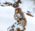 Japanese macaque is sitting on the rocks. Japan. Royalty Free Stock Photo