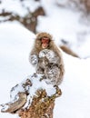 Japanese macaque is sitting on the rocks. Japan. Royalty Free Stock Photo