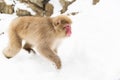 Japanese macaque in snow at jigokudan monkey park Royalty Free Stock Photo