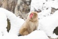 Japanese macaque in snow at jigokudan monkey park Royalty Free Stock Photo