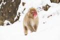 Japanese macaque in snow at jigokudan monkey park Royalty Free Stock Photo