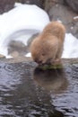 Japanese macaque snow monkey drinking water from a hot spring at Jigokudani Monkey Park in Japan Royalty Free Stock Photo