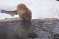 Japanese macaque snow monkey drinking water from a hot spring at Jigokudani Monkey Park in Japan Royalty Free Stock Photo