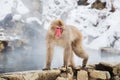 Japanese macaque or snow monkey in hot spring