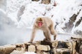 Japanese macaque or snow monkey in hot spring