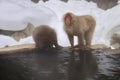 Japanese macaque snow monkey at the hot spring at Jigokudani Monkey Park in Japan Royalty Free Stock Photo