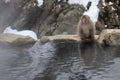 Japanese macaque snow monkey at the hot spring at Jigokudani Monkey Park in Japan Royalty Free Stock Photo