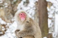 Japanese macaque or snow monkey at jigokudan park Royalty Free Stock Photo