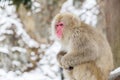 Japanese macaque or snow monkey at jigokudan park Royalty Free Stock Photo