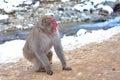 Japanese macaque snow monkey at Jigokudani Monkey Park in Japan Royalty Free Stock Photo
