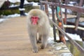 Japanese macaque snow monkey at Jigokudani Monkey Park in Japan Royalty Free Stock Photo