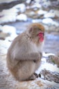 Japanese macaque snow monkey at Jigokudani Monkey Park in Nagano in Japan Royalty Free Stock Photo