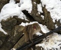 Japanese macaque or snow monkey, Macaca fuscata, climbing black cable on snow covered rocks. Royalty Free Stock Photo