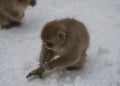 Japanese macaque or snow monkey, Macaca fuscata, eating grain in snow with snow on face Royalty Free Stock Photo