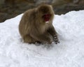 Japanese macaque or snow monkey, Macaca fuscata, with snow on face and front paws