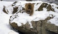 Japanese macaque or snow monkey, Macaca fuscata, foraging for food in snow on rocks Royalty Free Stock Photo