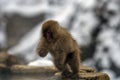 Japanese macaque or snow monkey, Macaca fuscata, getting out of hot spring Royalty Free Stock Photo