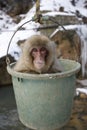 Japanese macaque or snow monkey, Macaca fuscata