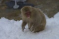 Japanese macaque or snow monkey, Macaca fuscata, playing in snow with snow on mouth and hands. Joshinetsu-Kogen National Park, N Royalty Free Stock Photo