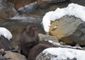 Japanese macaque or snow monkey, Macaca fuscata, sitting on snow covered rocks, Royalty Free Stock Photo